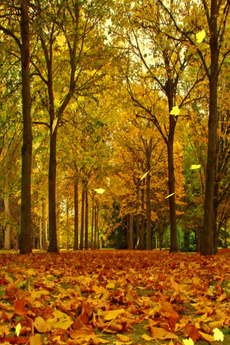 app_ent_autumn_leaves_1.jpg