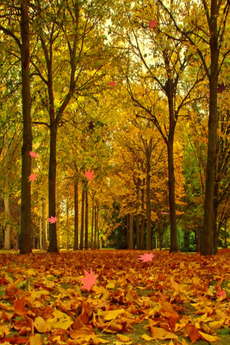 app_ent_autumn_leaves_2.jpg