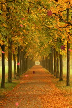 app_ent_autumn_leaves_5.jpg
